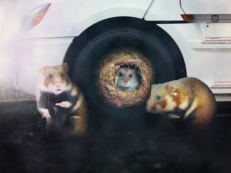 Local Mechanic Swaps Truck Tires for Little Hamster Running Around in Wheel.