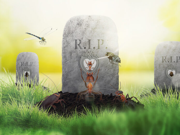 Trucker Holds Mass Funeral for Bugs Who Died on Windshield