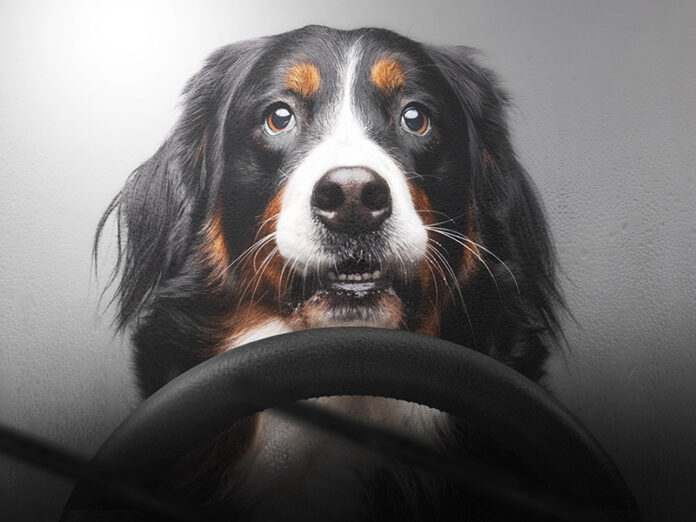 Man Insists Dog Really Is His Copilot, Can Drive Better Than He Can