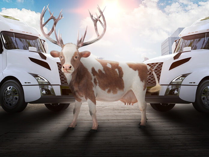 Animals in livestock truck evolve into new species during a long traffic jam