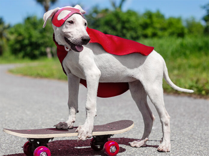 Supermans Dog Starts Krypto Currency With Retired Trucker