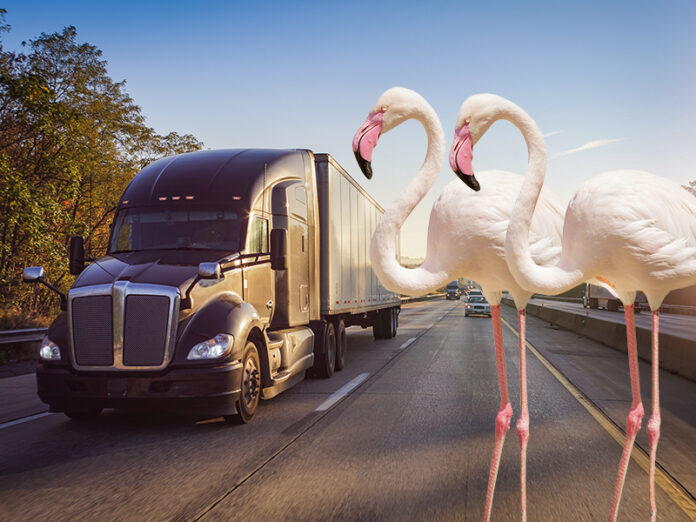 Truckers Brace for Extreme Weather Conditions Forecast Calls for Flurries of Flamingos