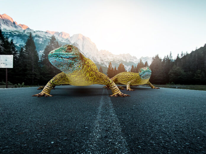 Colorful Companions or Road Hazards Chameleons on the Loose in the Trucking Industry