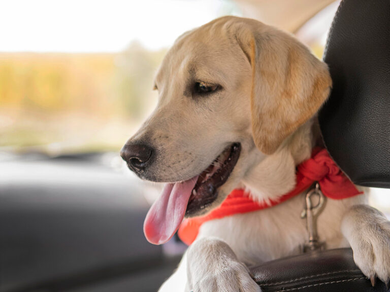Truckers Get Creative with Insurance: Declaring Their Pets as Co-drivers